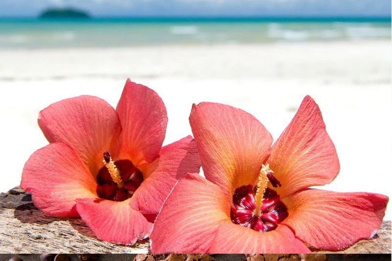 The fragrance associated with hibiscus comes from the many aromas common to its habitat, such as tropical fruit, greenery and sea waters.