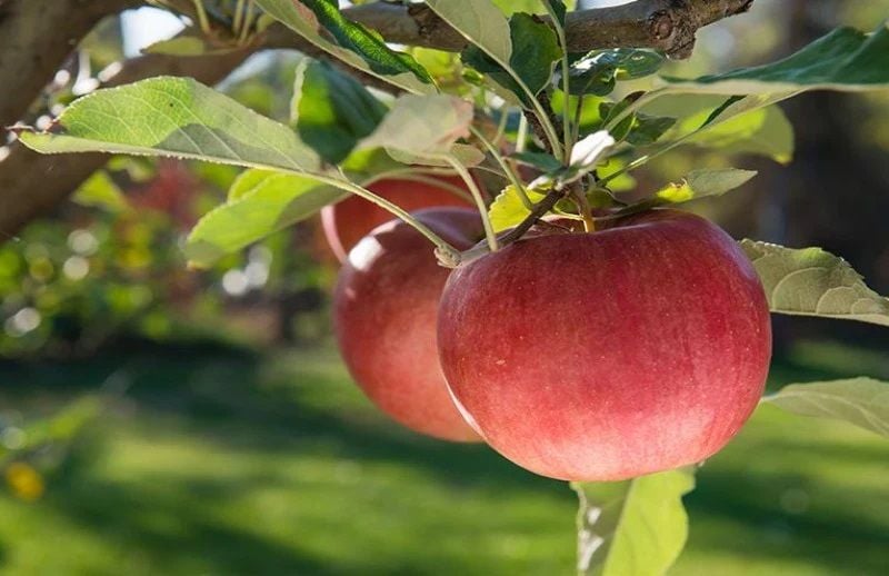 The sweet crisp smell of a Mac Apple picked fresh from the orchard.