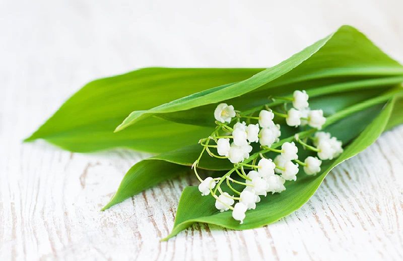Smells like freshly picked Lily of the Valley.